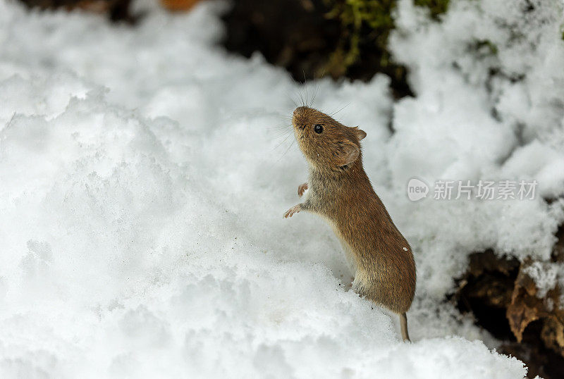 可爱的银行田鼠（Myodes glareolus）